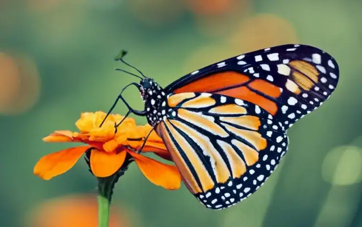 The monarch butterfly’s winter habitat is under threat and drones are helping conservationists collect data to determine the cause
